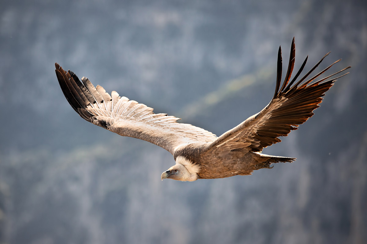 Vautour fauve alpes