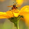 Maison de l'abeille noire Les Menuires