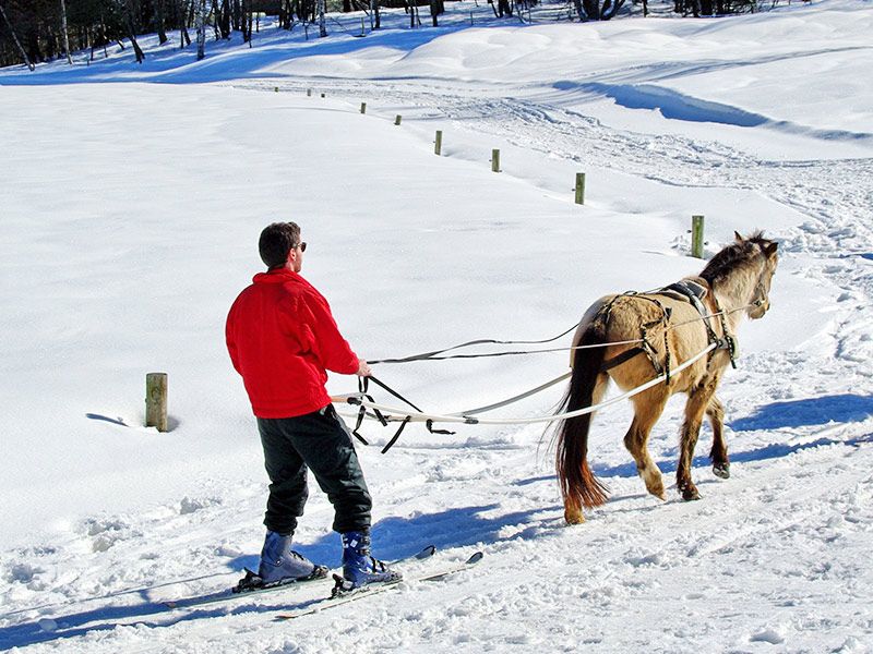 skijoering